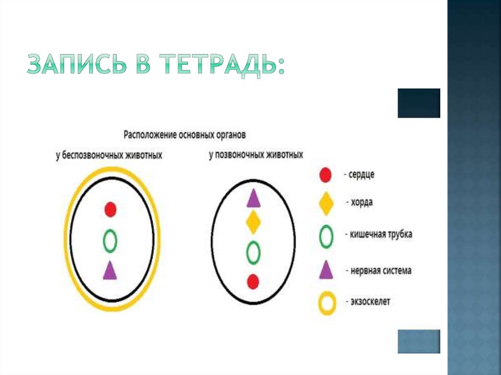 Запись в тетрадь: