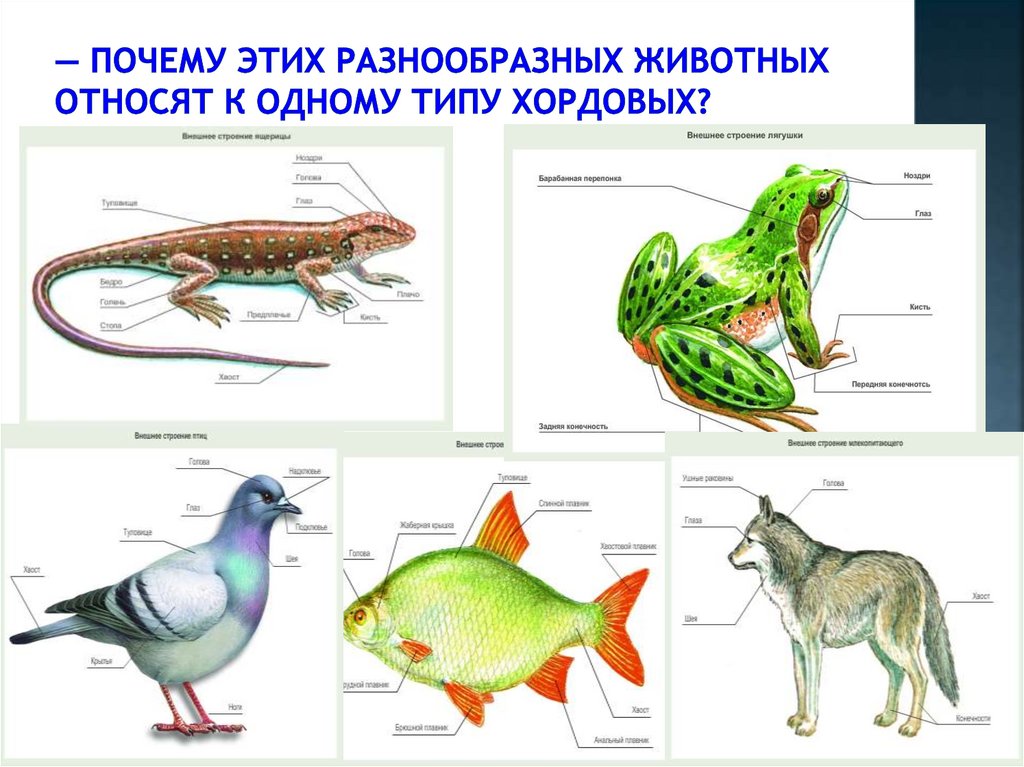 — Почему этих разнообразных животных относят к одному типу Хордовых?