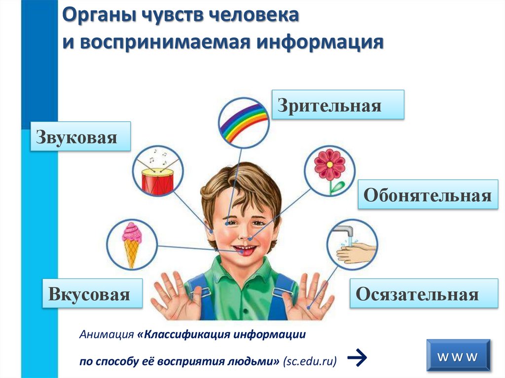 Органы чувств человека и воспринимаемая информация