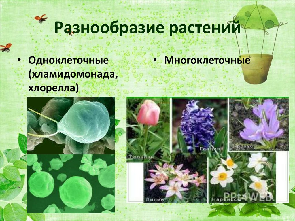 Разнообразие растений