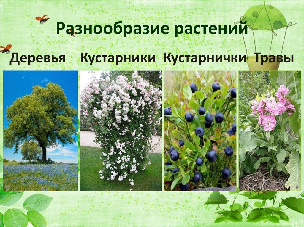 Разнообразие растений