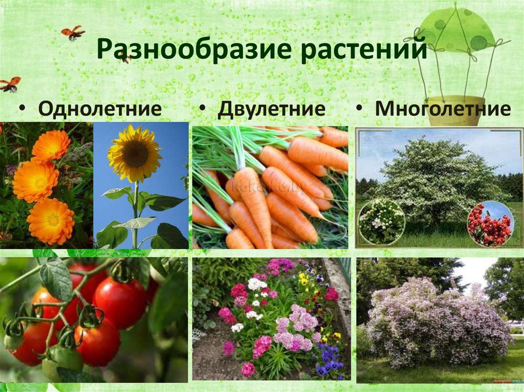 Разнообразие растений