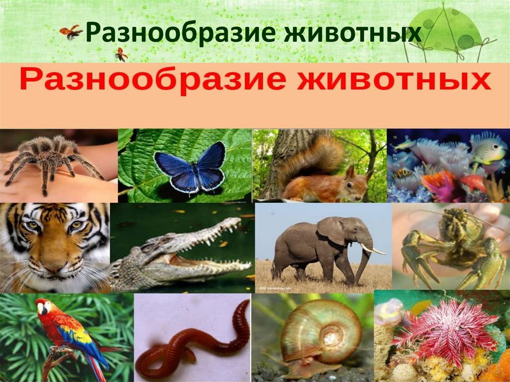 Разнообразие животных