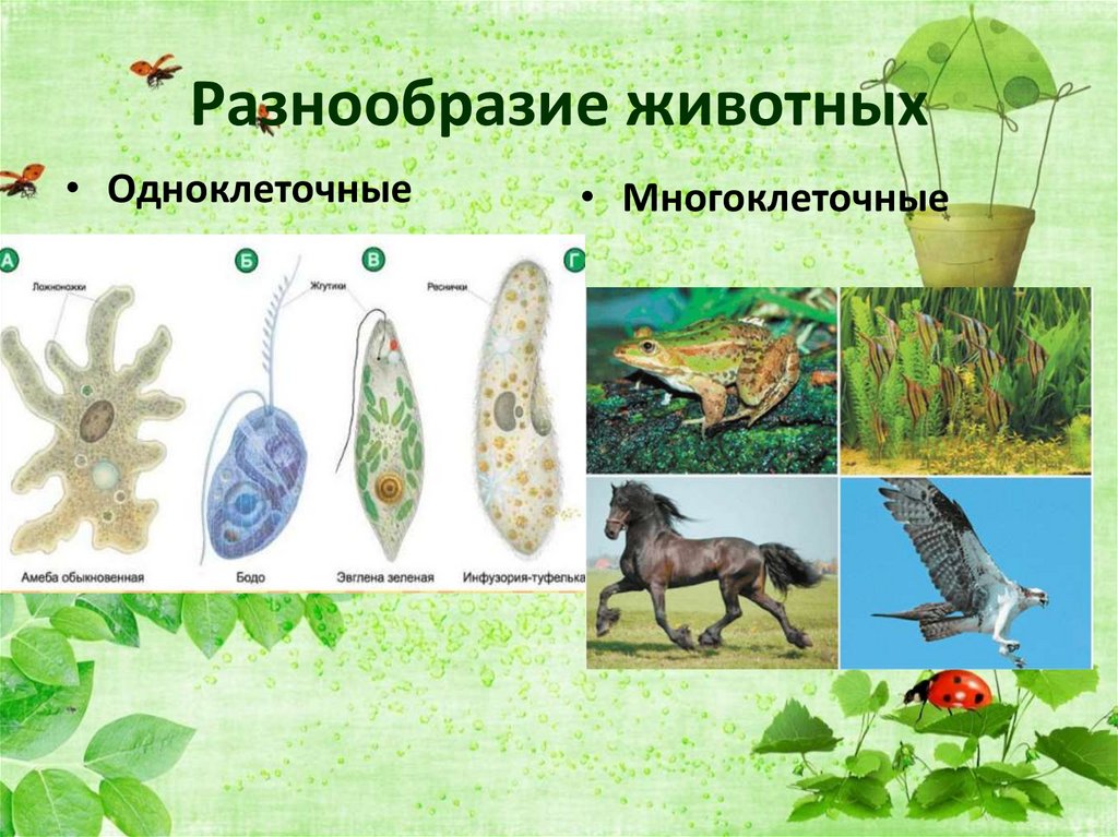 Разнообразие животных