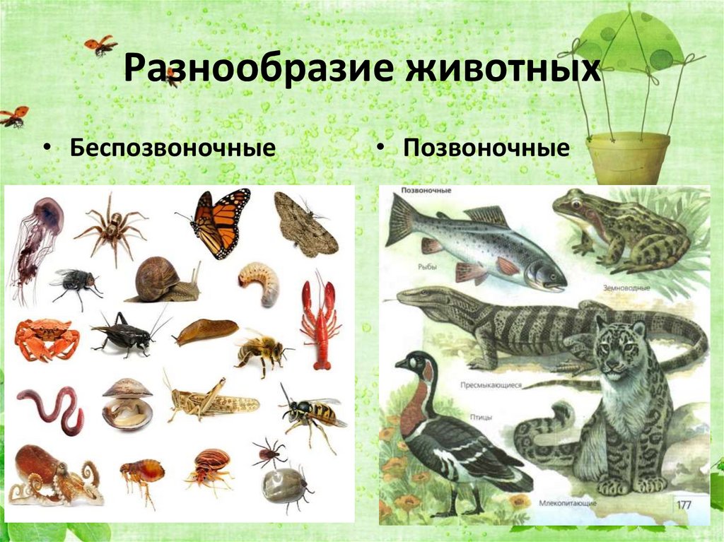 Разнообразие животных