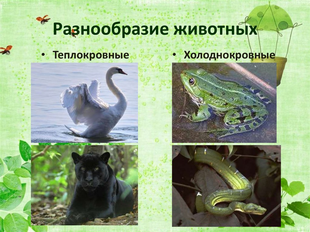 Разнообразие животных