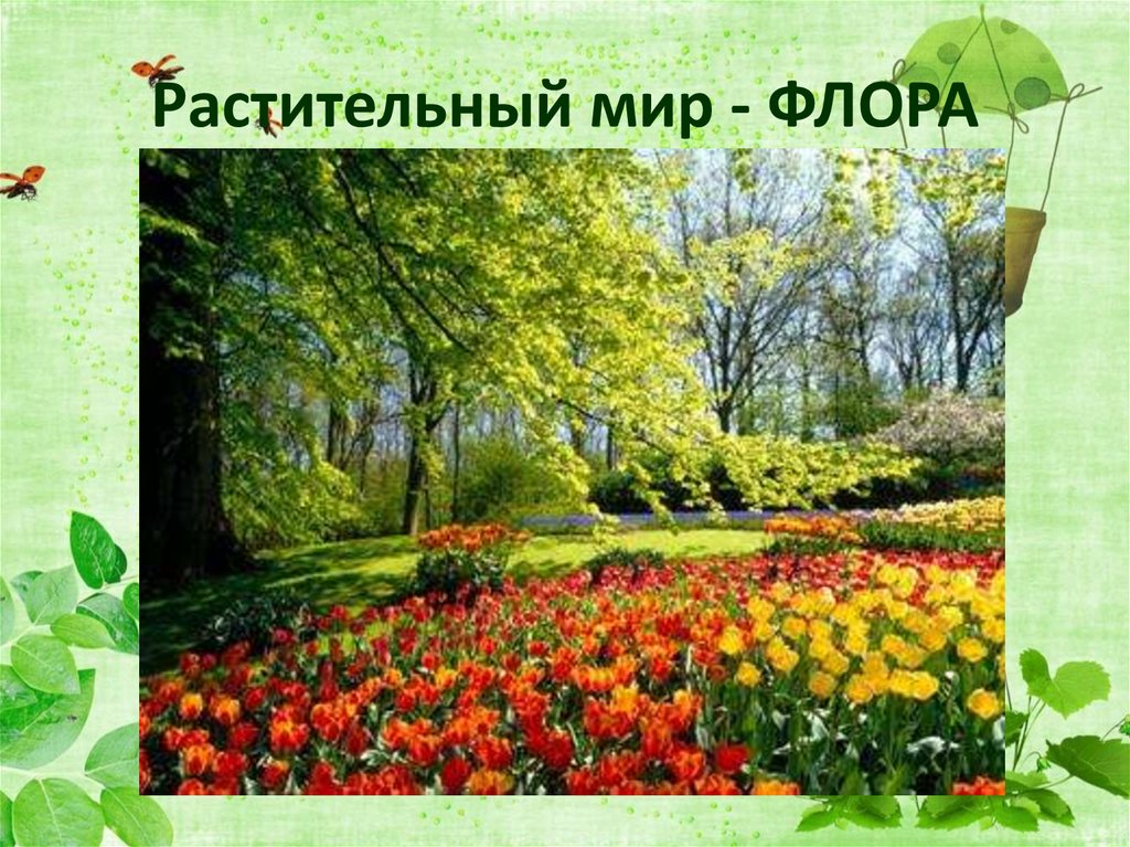 Растительный мир - ФЛОРА
