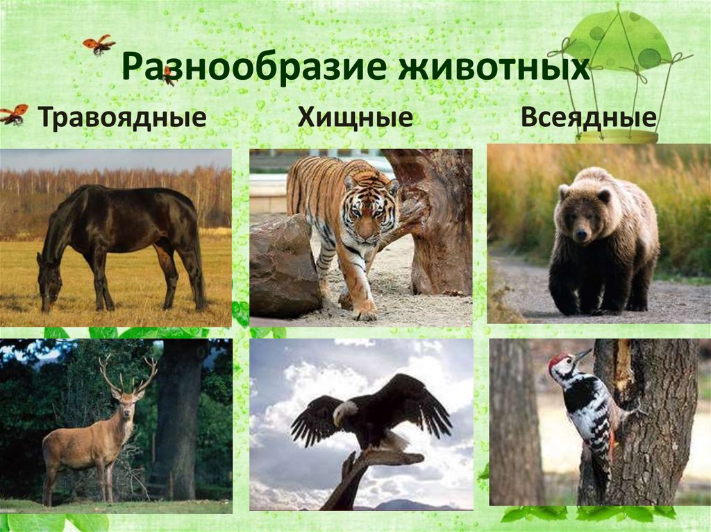 Разнообразие животных