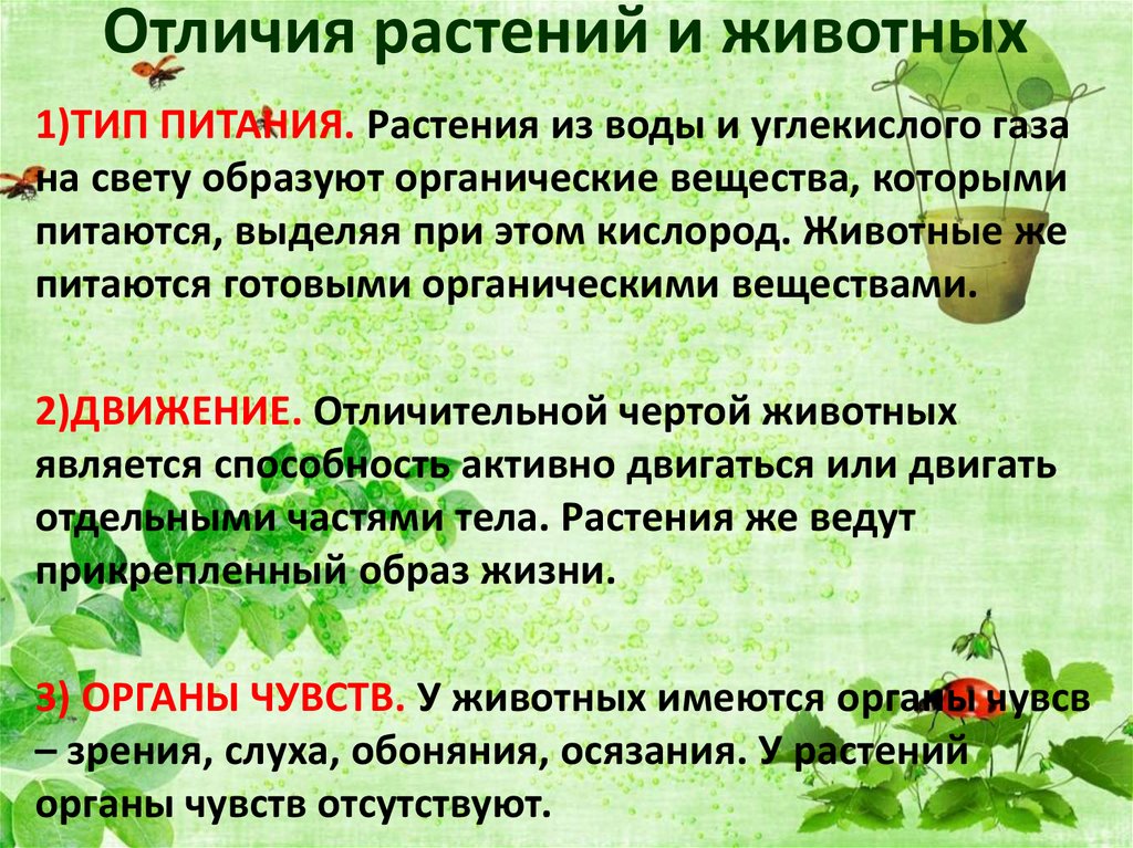 Отличия растений и животных