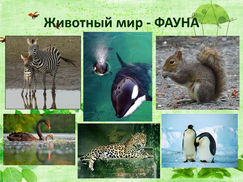 Животный мир - ФАУНА