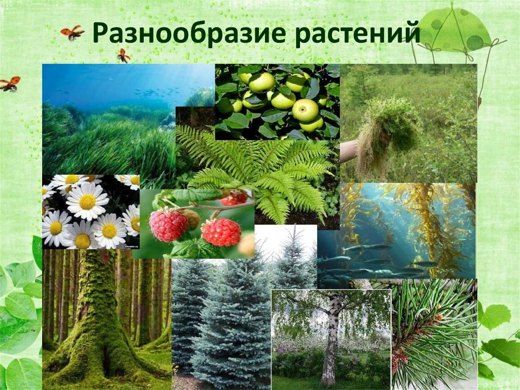Разнообразие растений