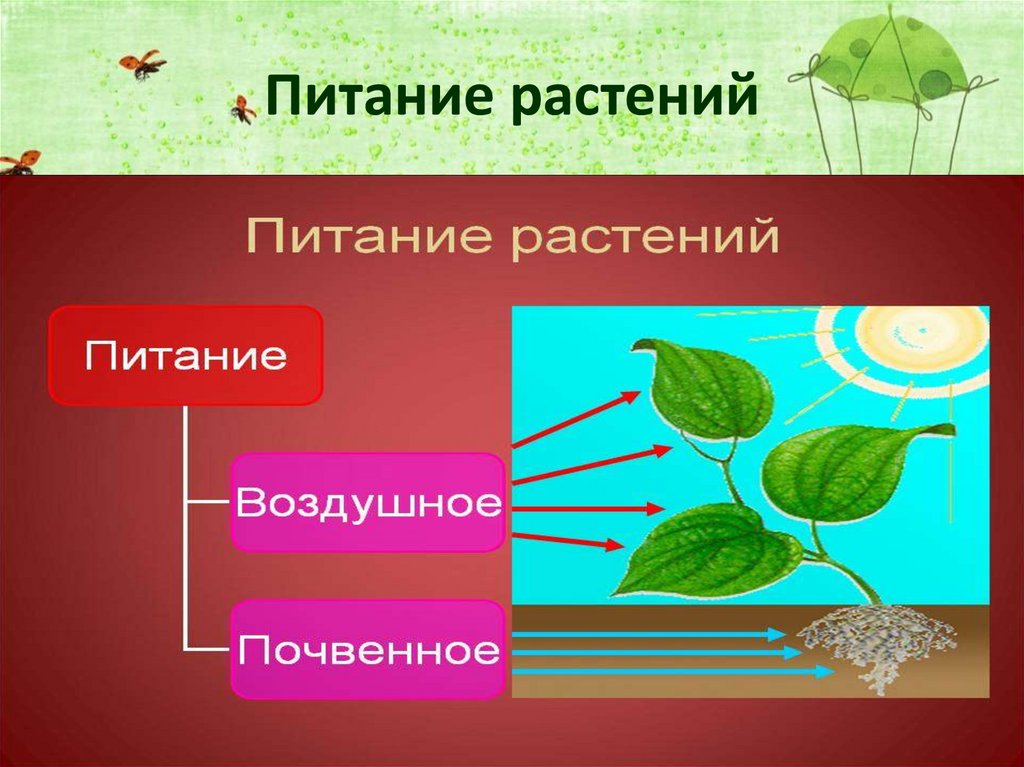 Питание растений