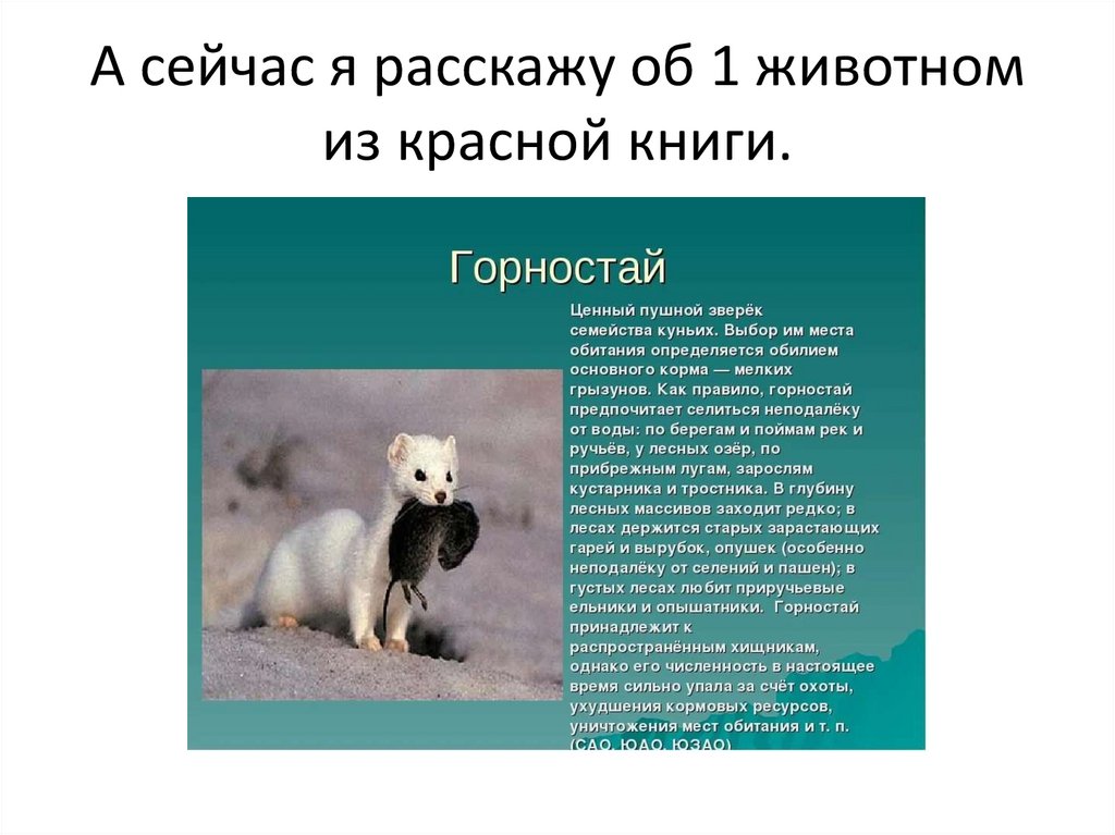 А сейчас я расскажу об 1 животном из красной книги.