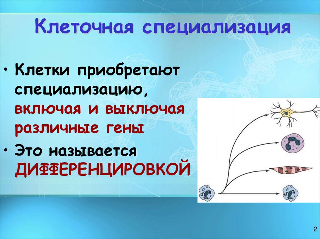 Клеточная специализация