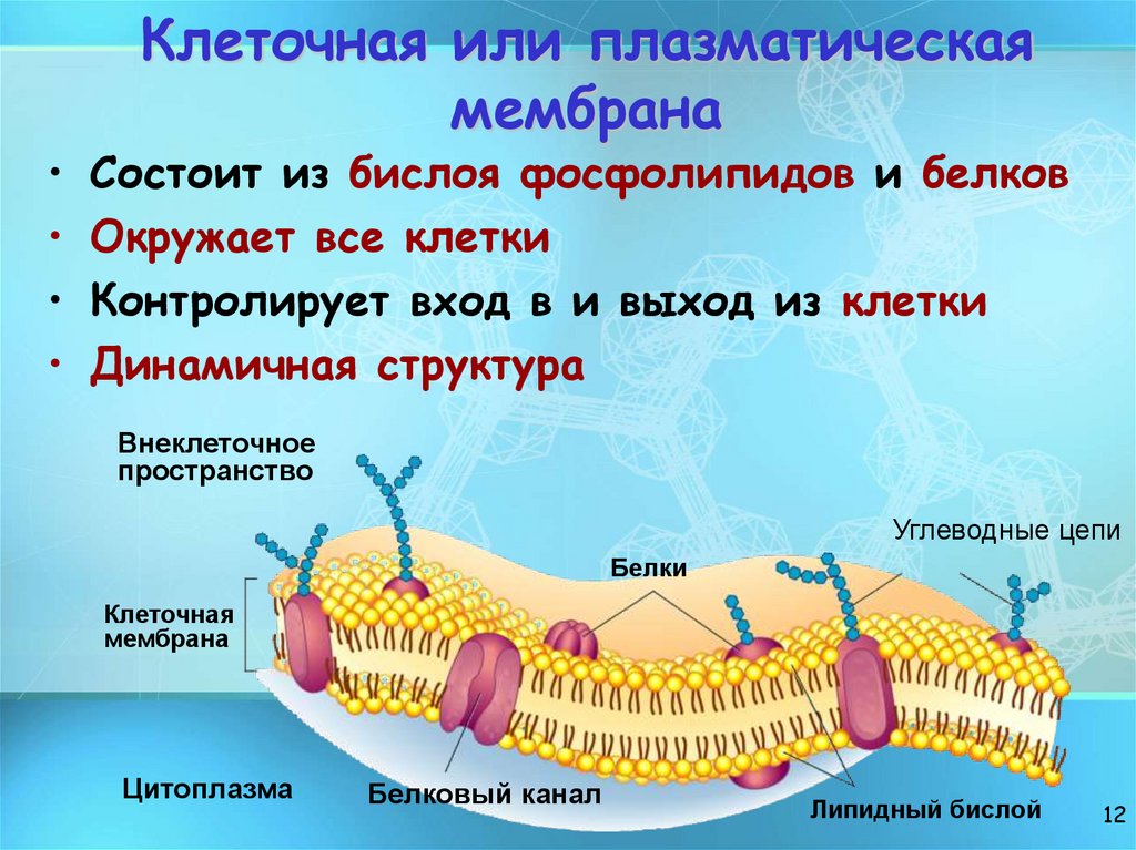 Клеточная или плазматическая мембрана