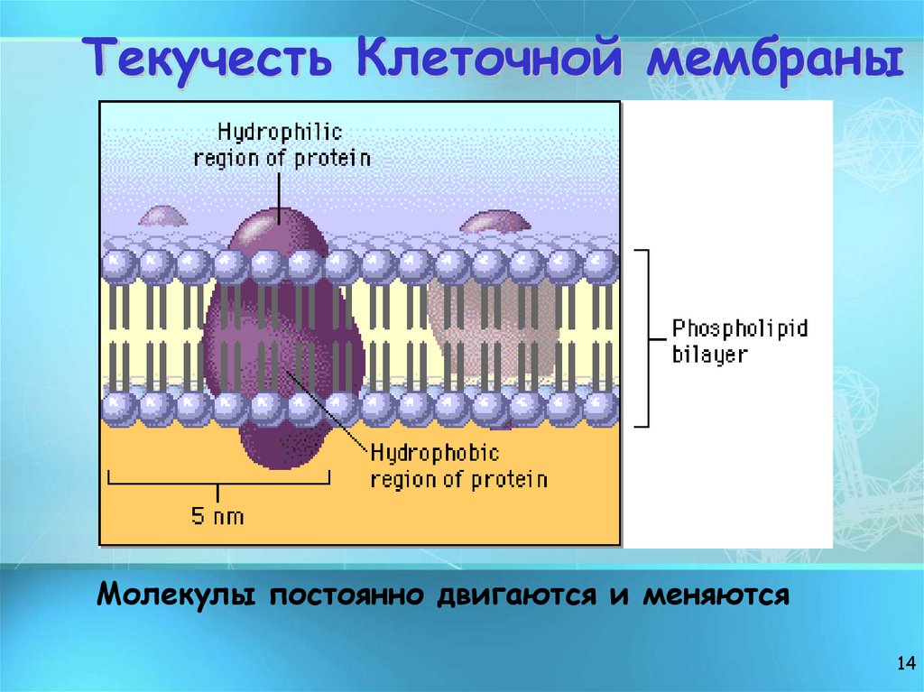 Текучесть Клеточной мембраны