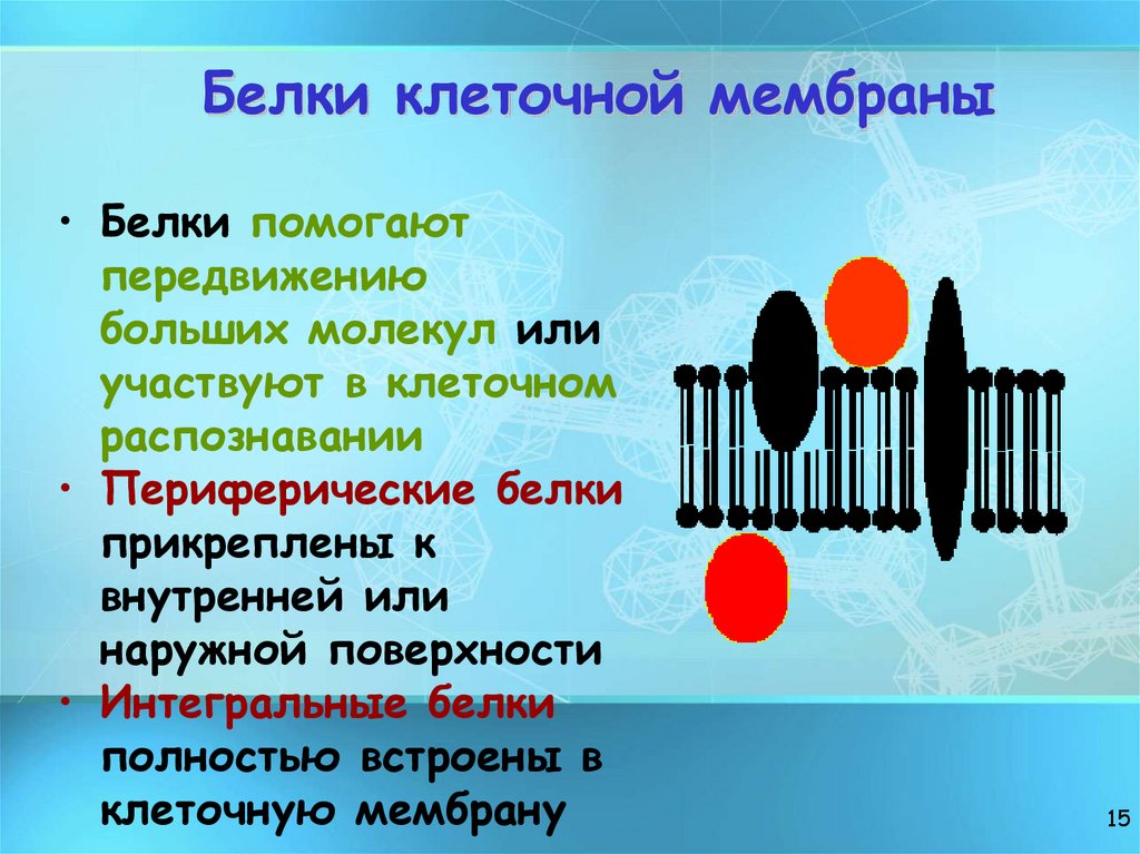 Белки клеточной мембраны