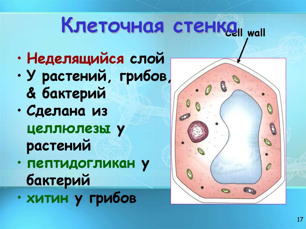 Клеточная стенка