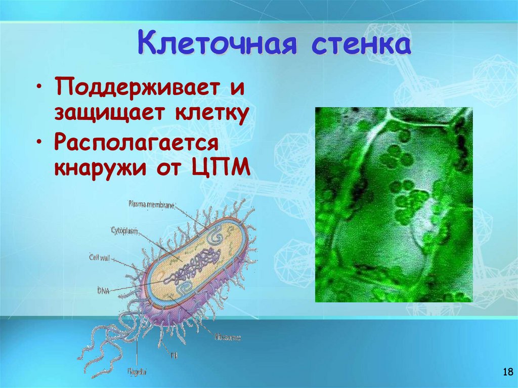 Клеточная стенка