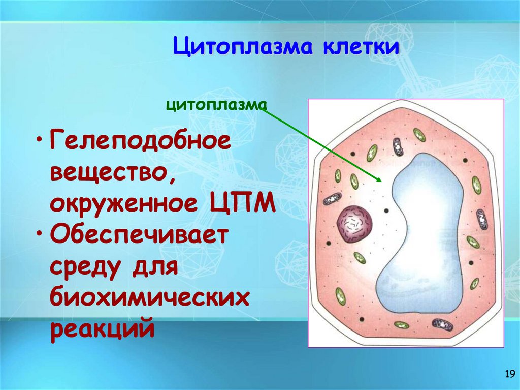 Цитоплазма клетки