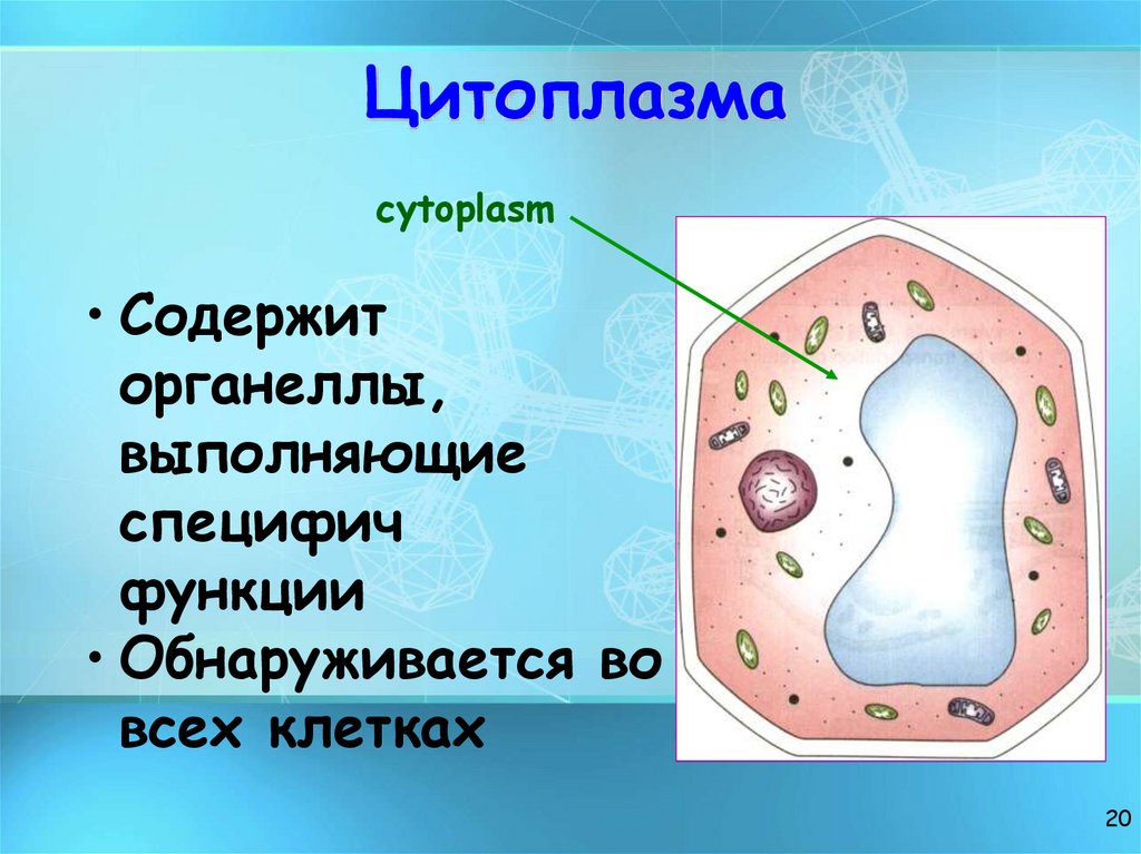Цитоплазма