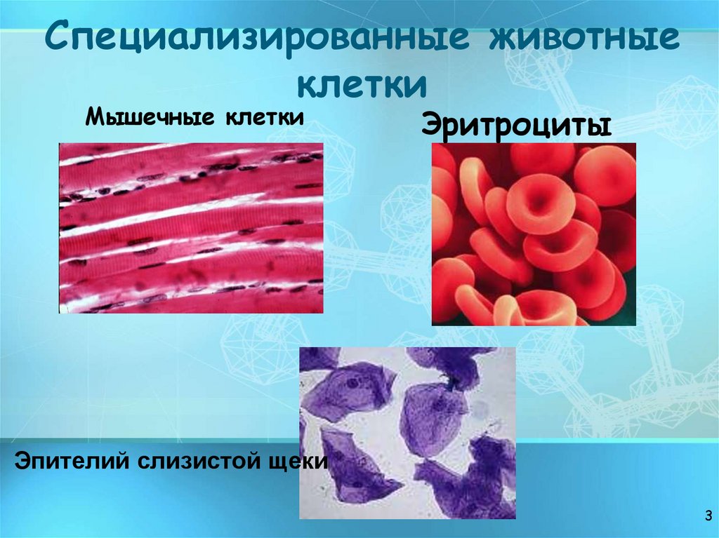Специализированные животные клетки
