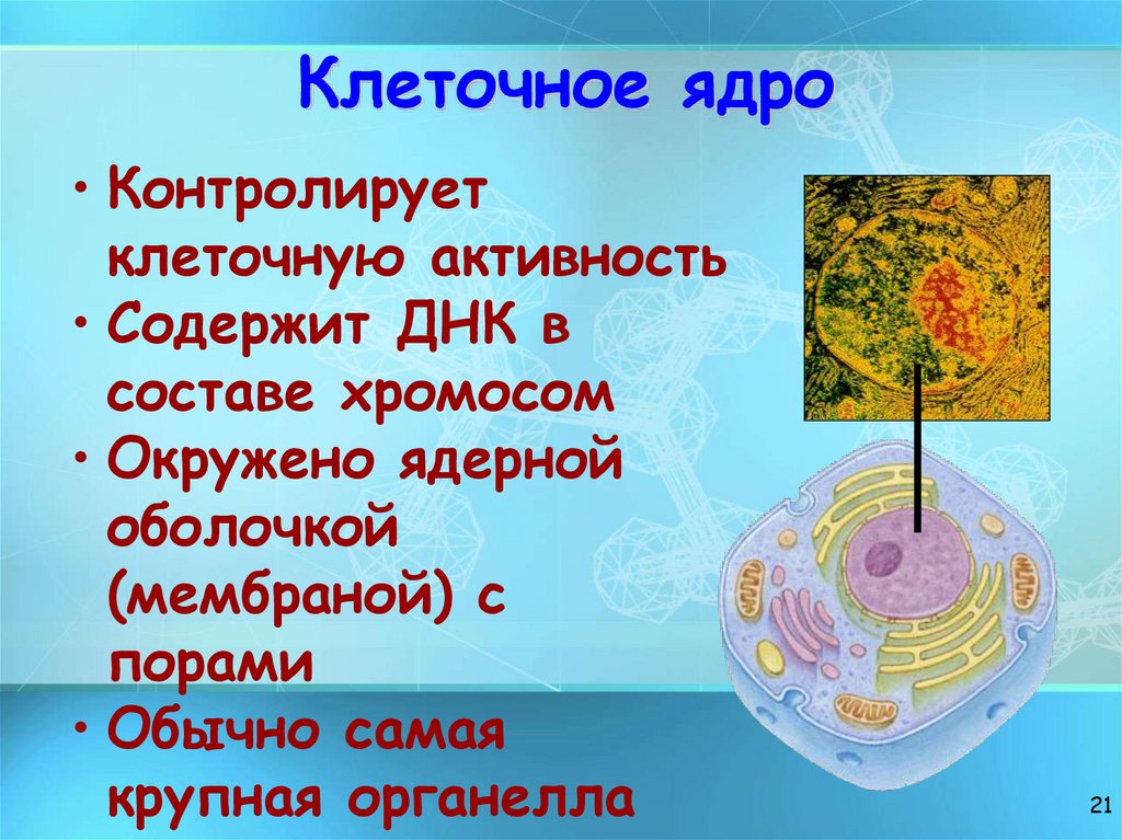 Клеточное ядро