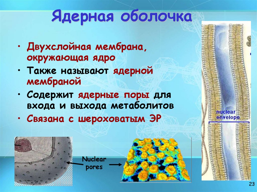 Ядерная оболочка