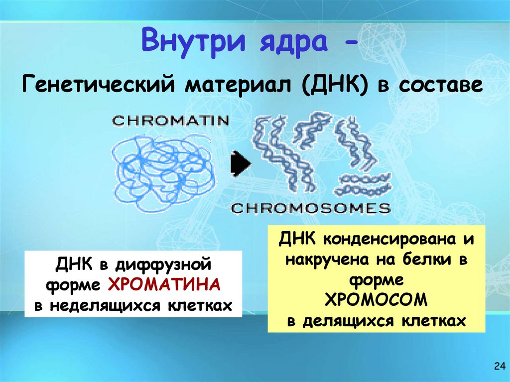 Внутри ядра -