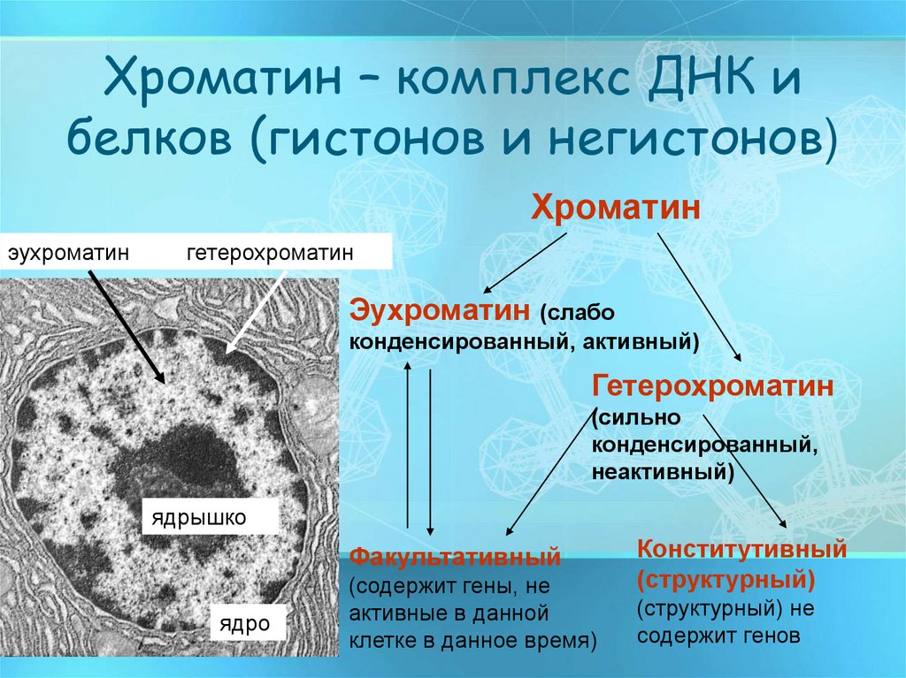 Хроматин – комплекс ДНК и белков (гистонов и негистонов)