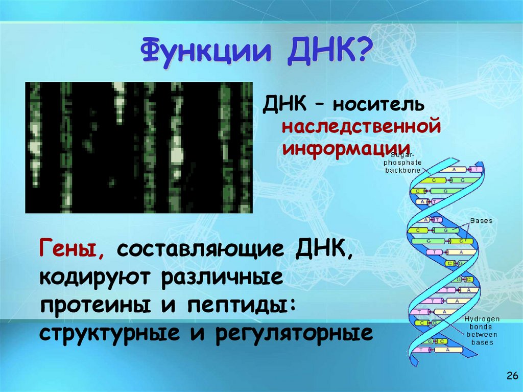 Функции ДНК?