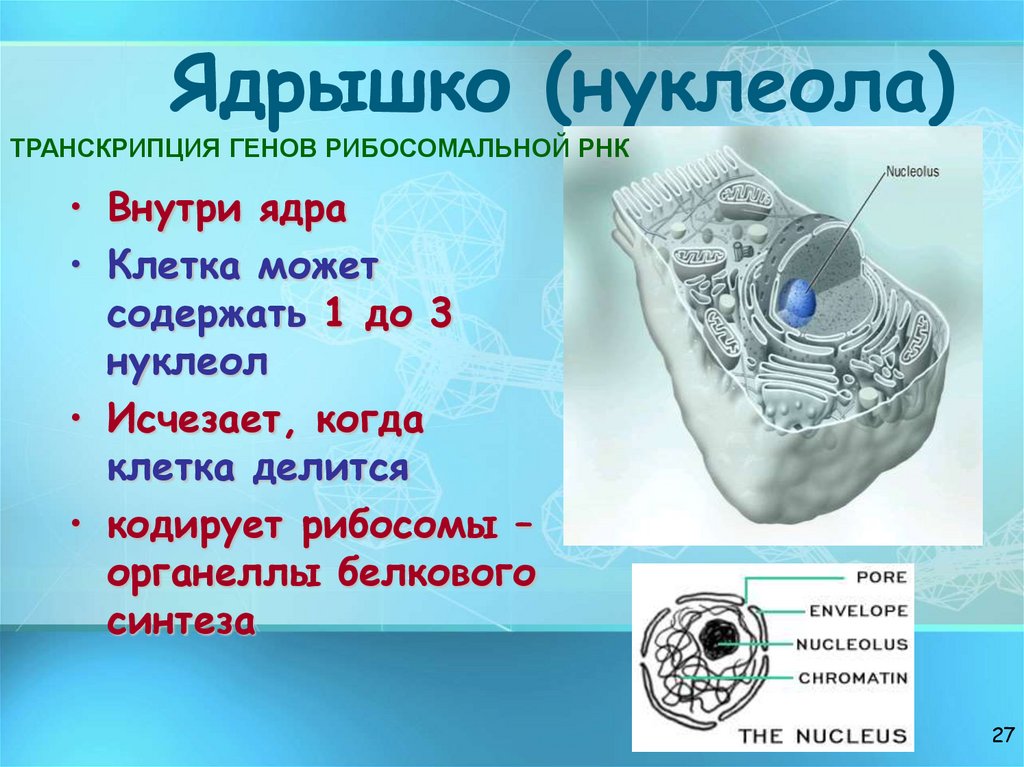 Ядрышко (нуклеола)