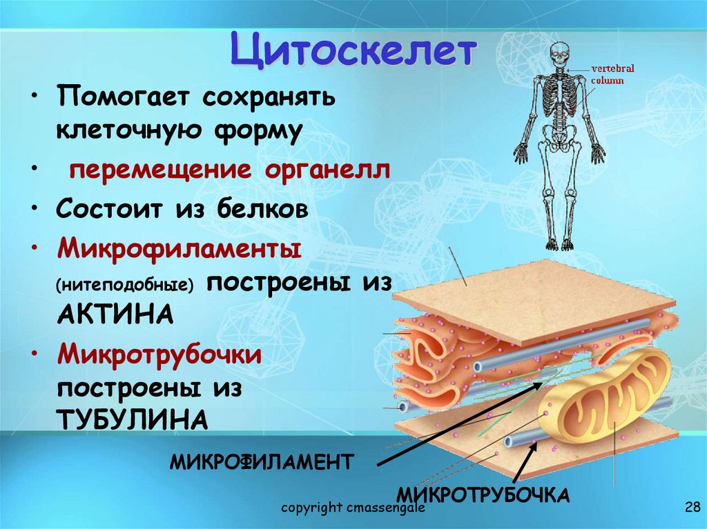Цитоскелет