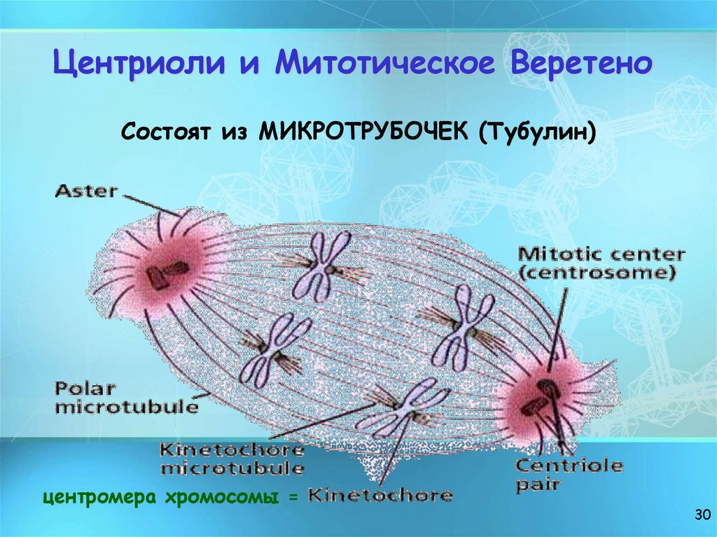 Центриоли и Митотическое Веретено