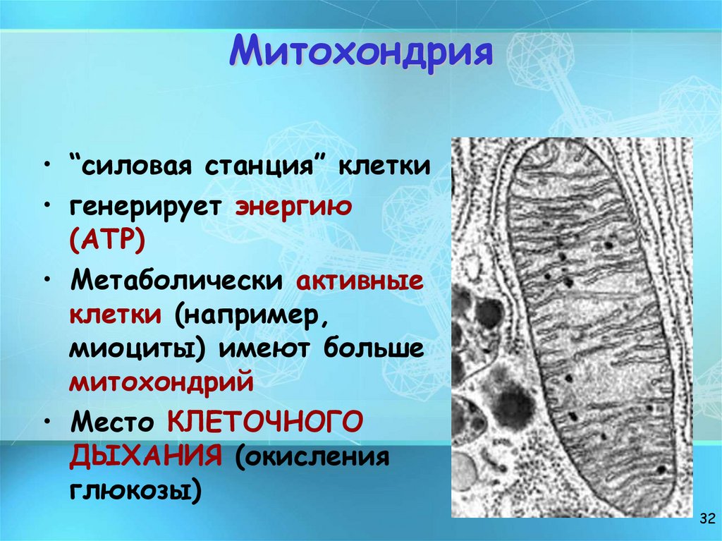 Митохондрия