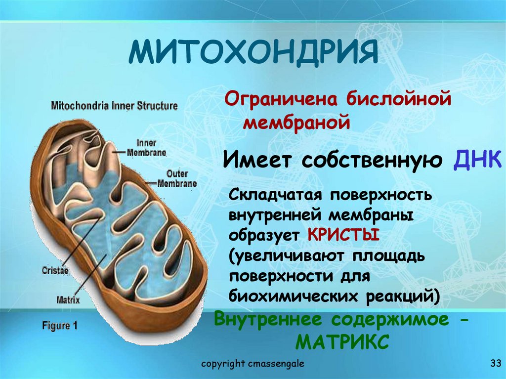 МИТОХОНДРИЯ