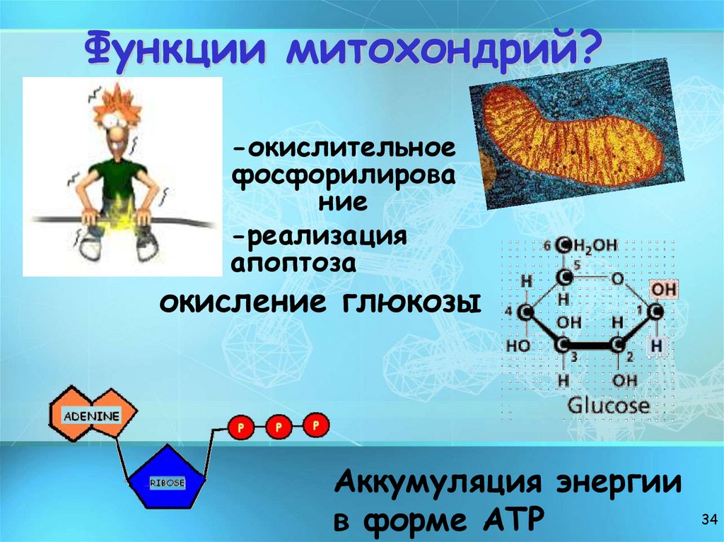 Функции митохондрий?