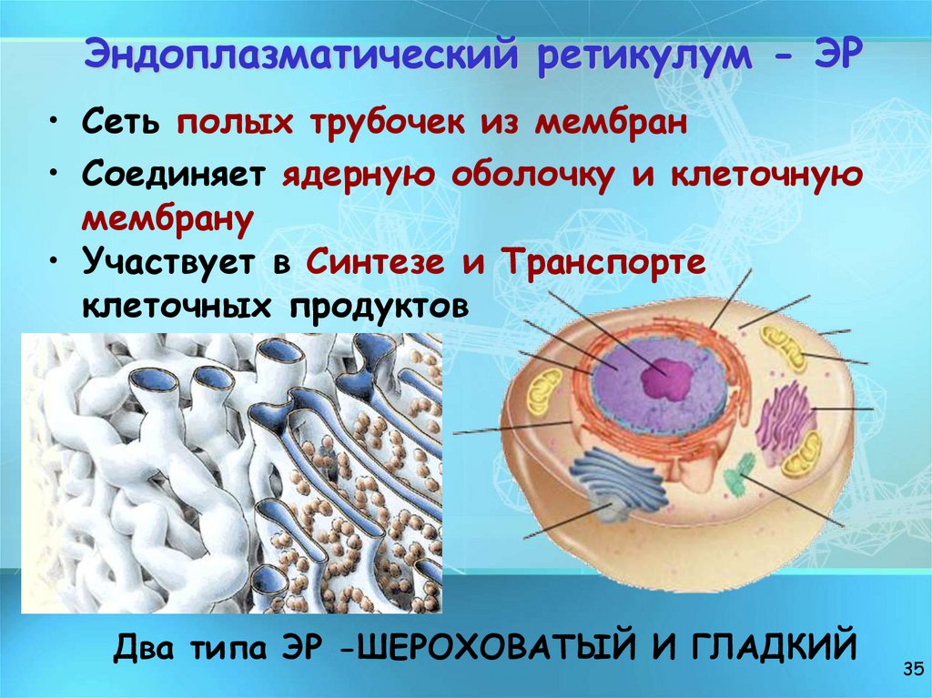 Эндоплазматический ретикулум - ЭР