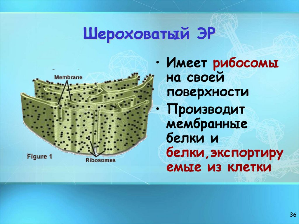 Шероховатый ЭР