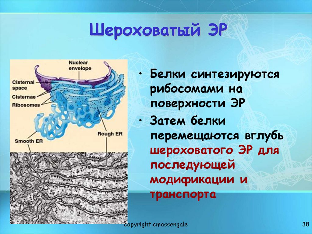 Шероховатый ЭР