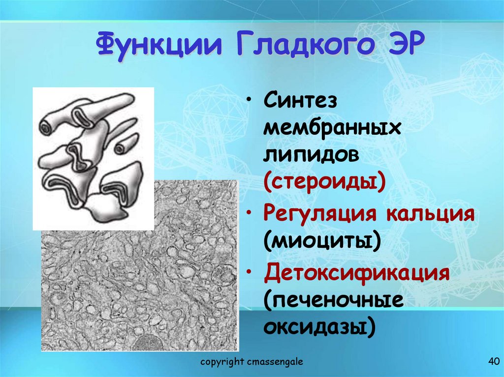 Функции Гладкого ЭР