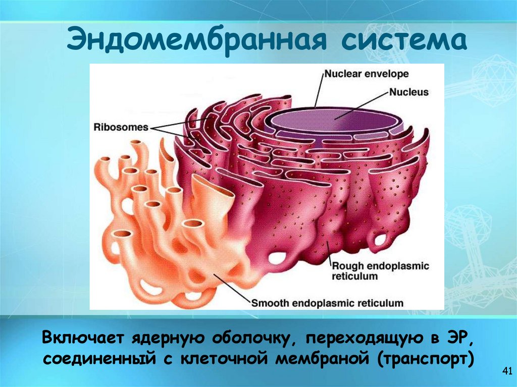 Эндомембранная система