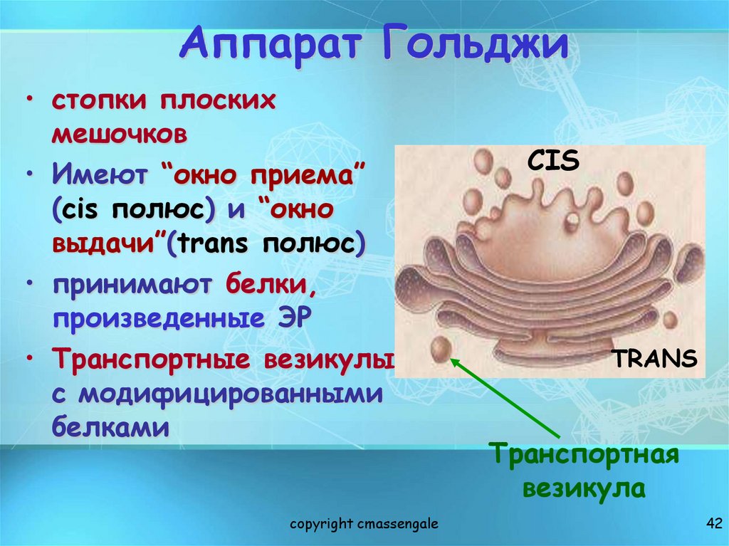 Аппарат Гольджи