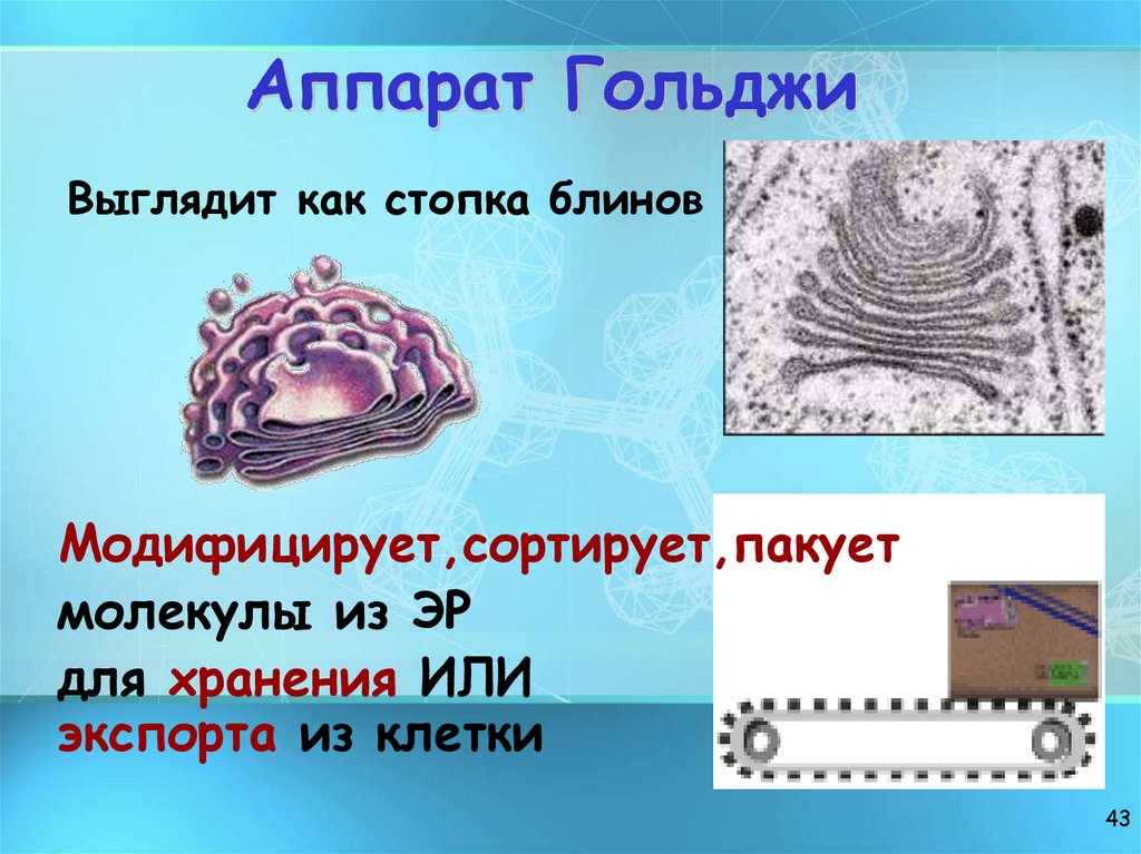 Аппарат Гольджи