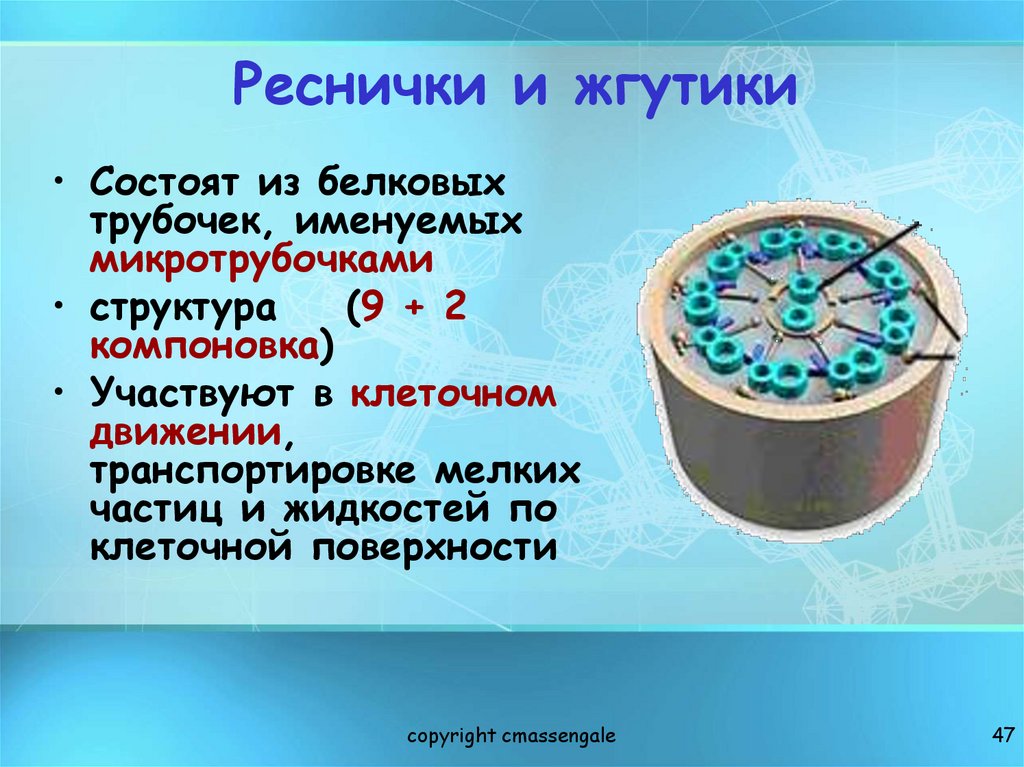 Реснички и жгутики