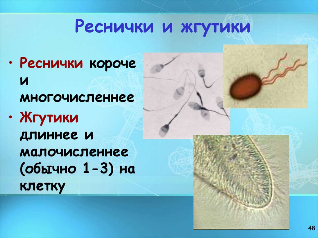 Реснички и жгутики