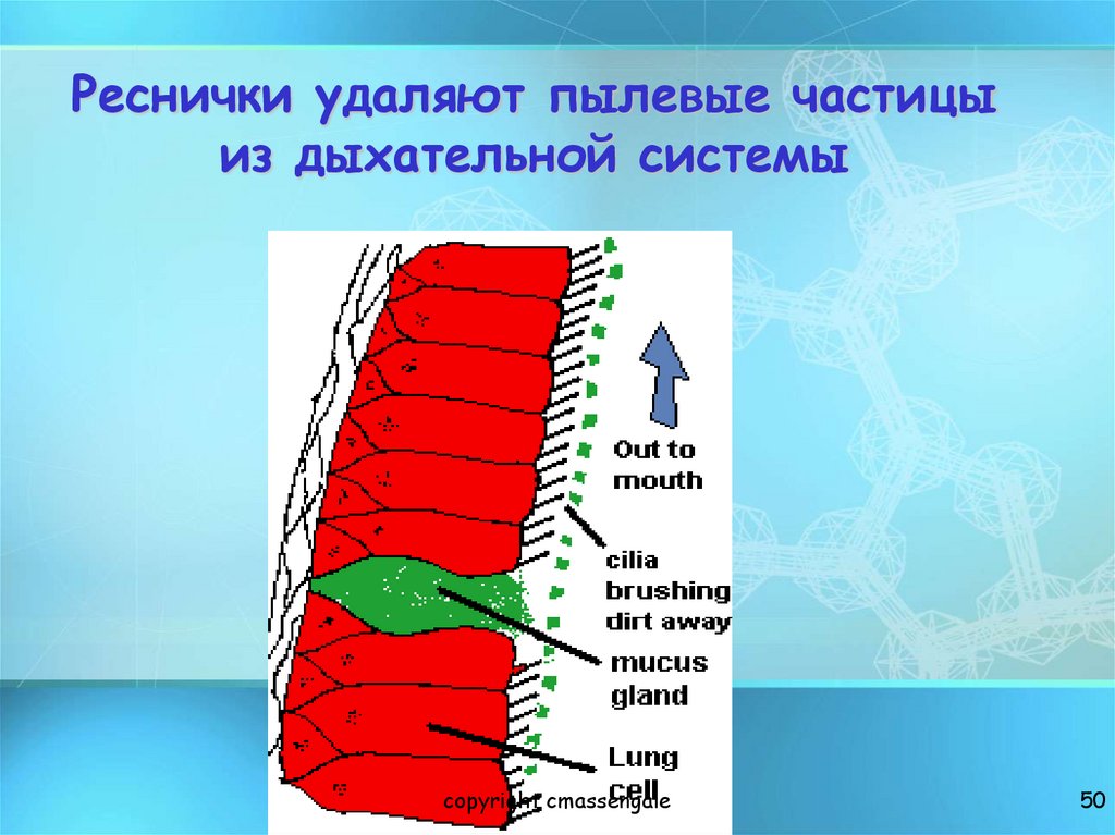 Реснички удаляют пылевые частицы из дыхательной системы