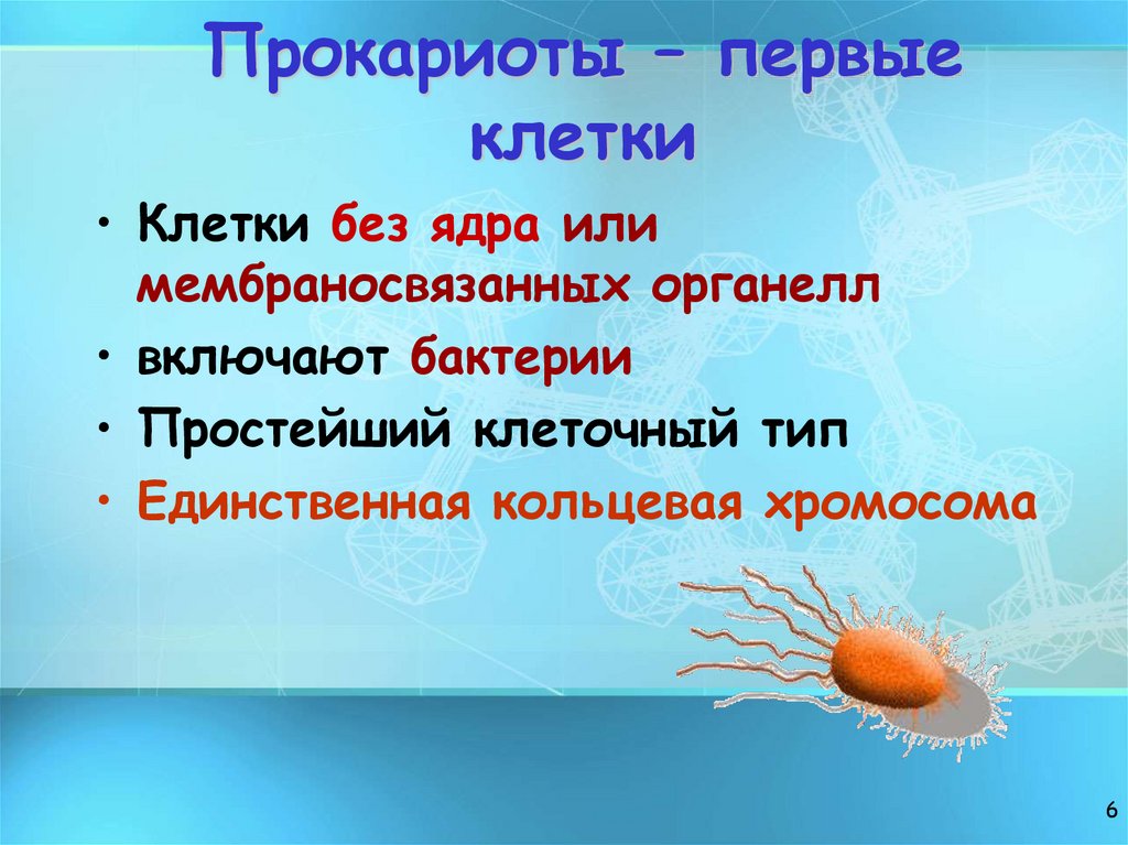 Прокариоты – первые клетки