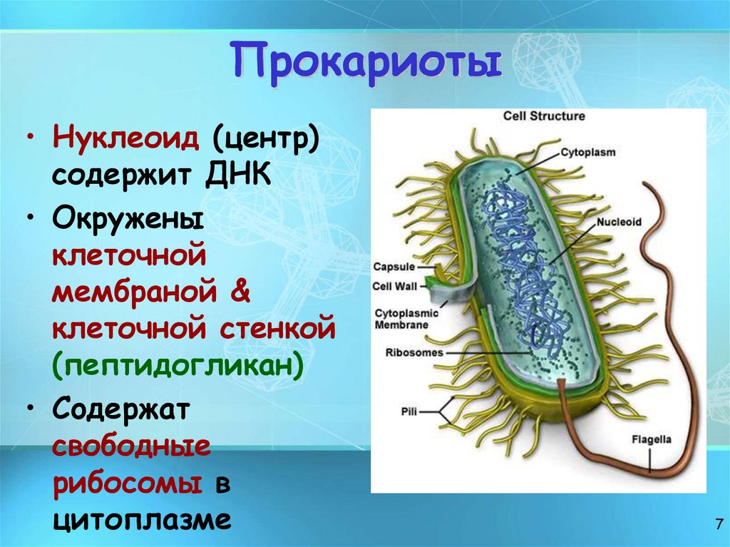 Прокариоты