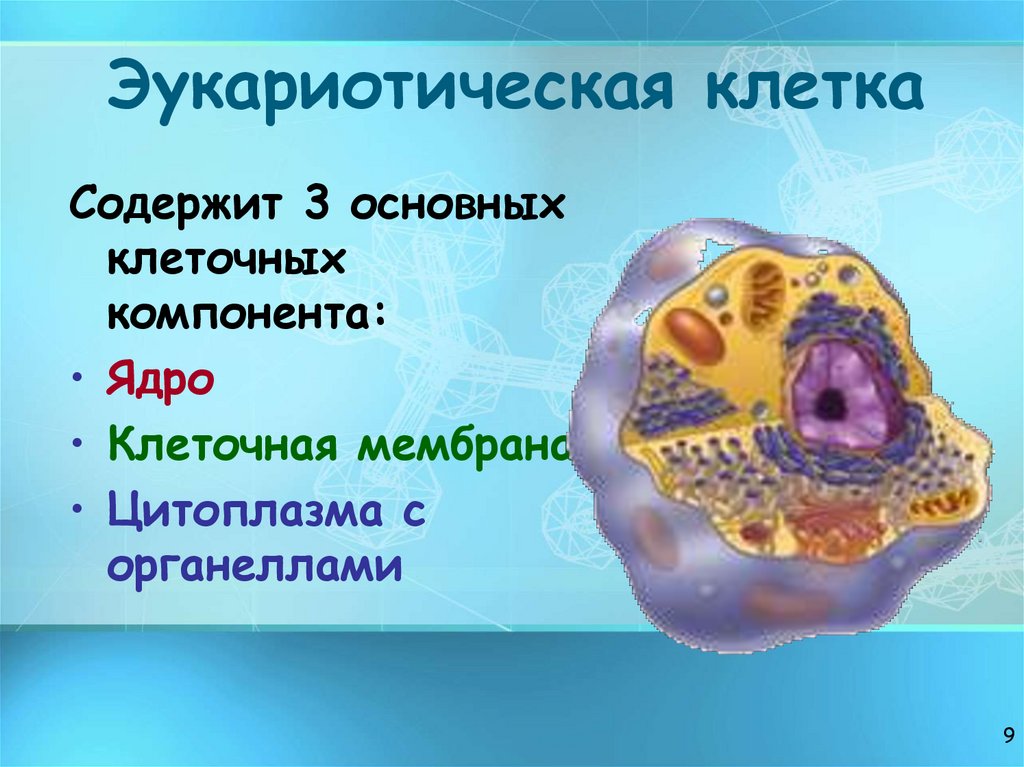 Эукариотическая клетка